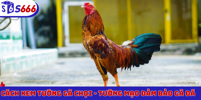 xem tướng gà chọi
