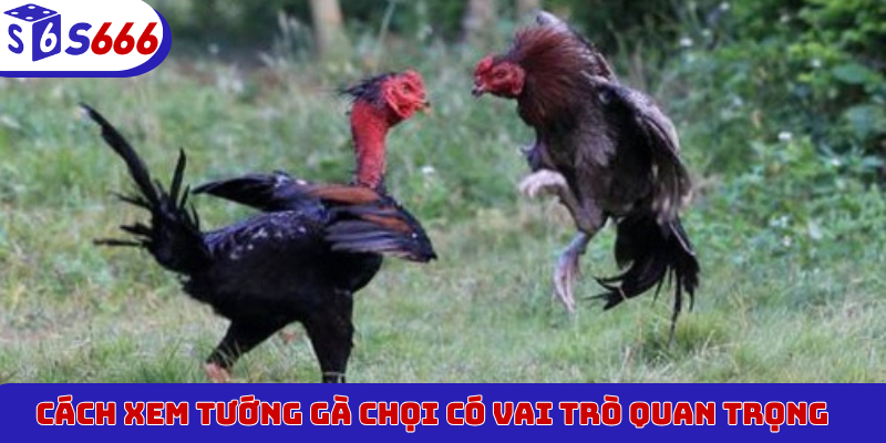Cách xem tướng gà chọi có vai trò quan trọng