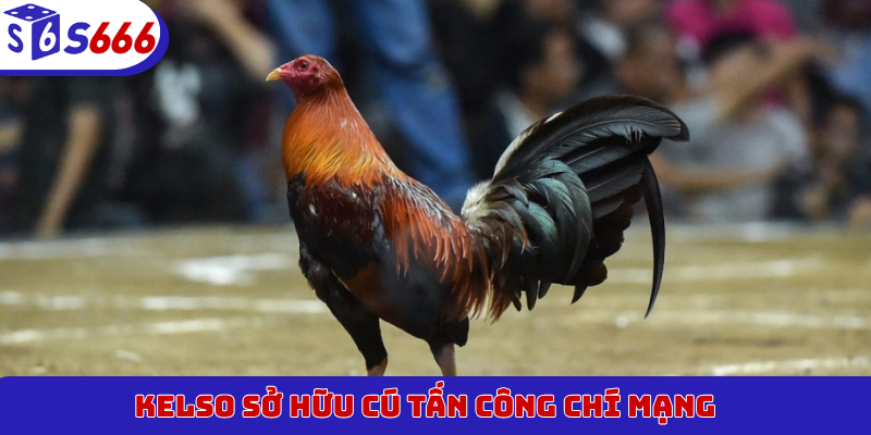 Kelso sở hữu cú tấn công chí mạng