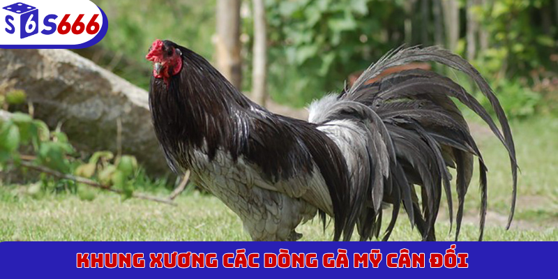 Khung xương các dòng gà Mỹ cân đối