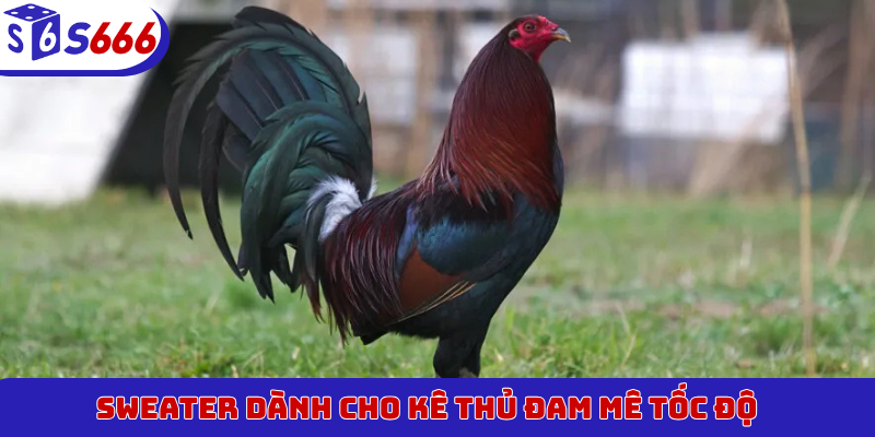 Sweater dành cho kê thủ đam mê tốc độ