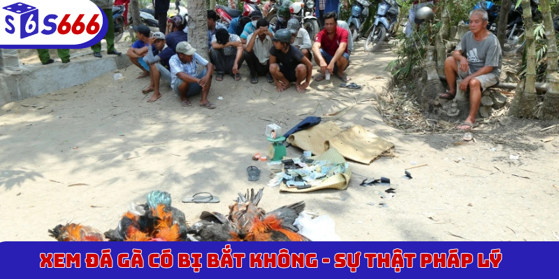 Xem đá gà có bị bắt không