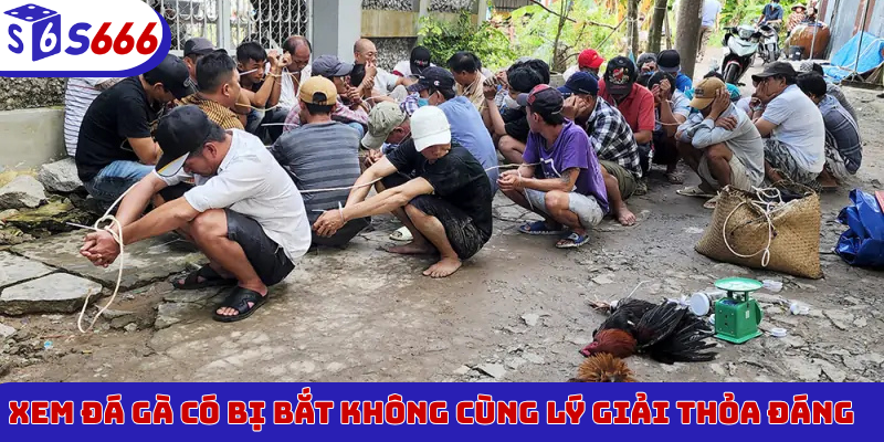 Xem đá gà có bị bắt không cùng lý giải thỏa đáng